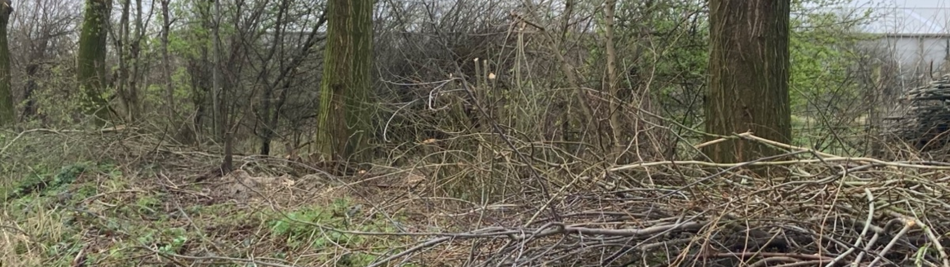 Gesnoeide knotwilgen met takkenhopen ervoor, langs het veld van Lincelam