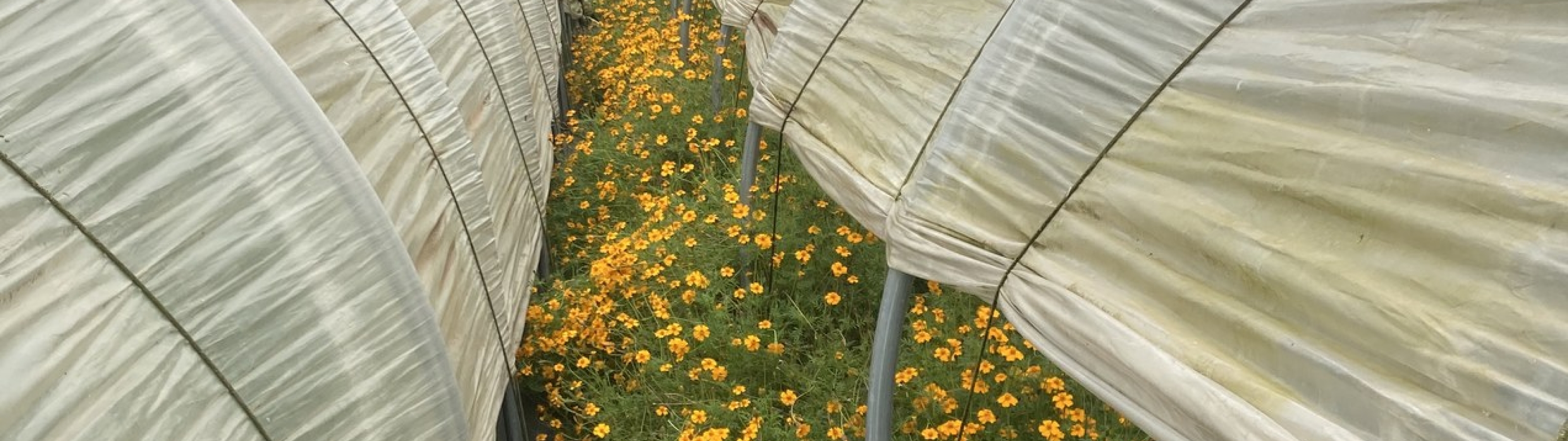Smal pad tussen twee tunnelserres vol oranje tagetes, met een windmolen op de achtergrond