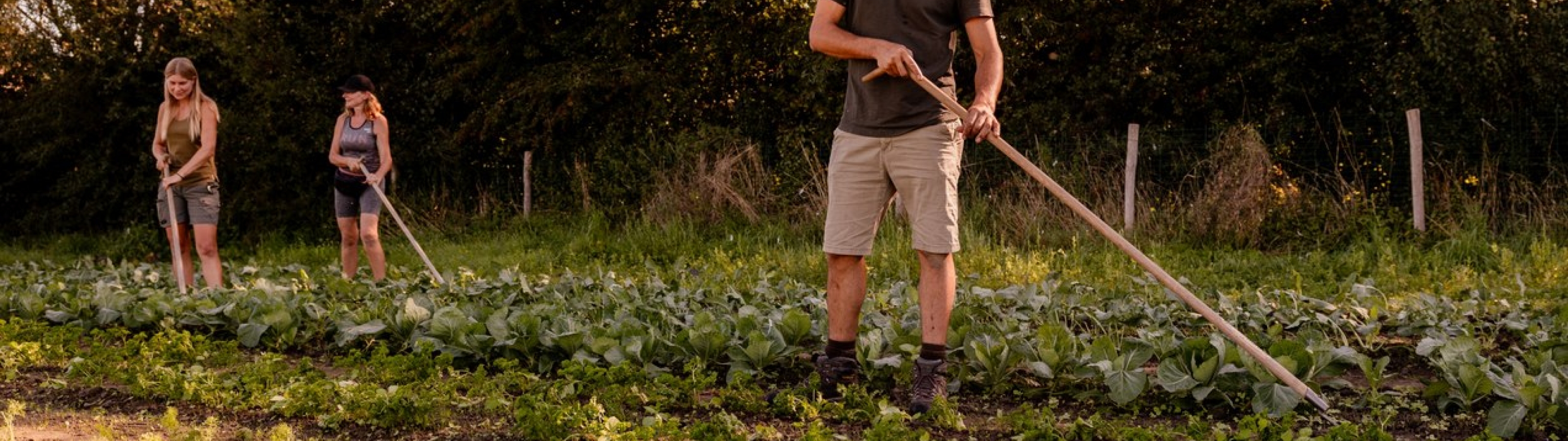Wieden met de schoffel op het veld in de avondzon