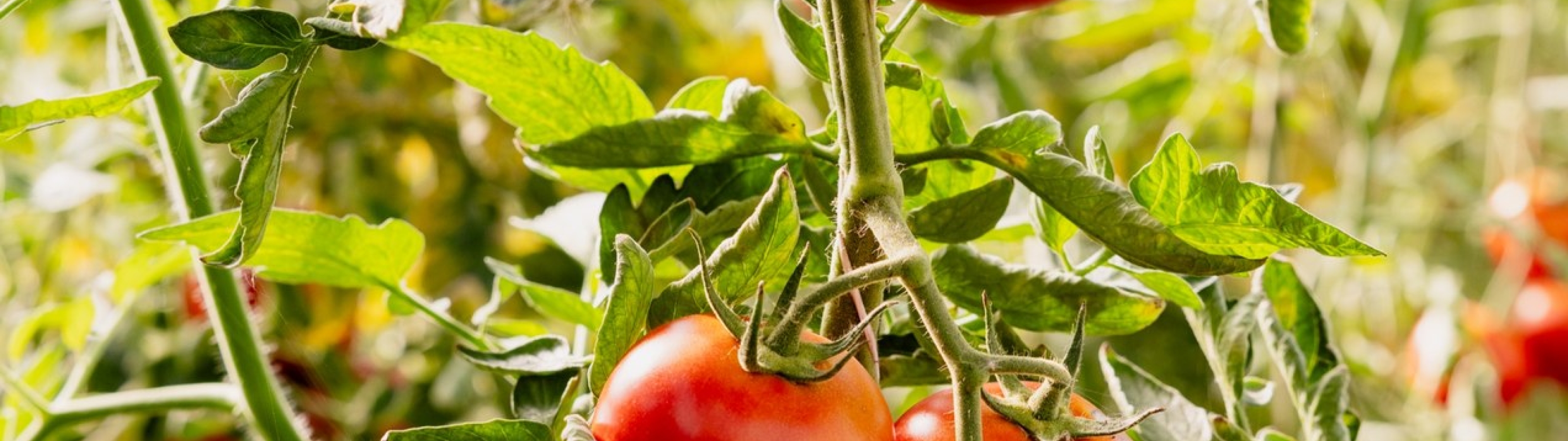 Trossen rijpe rode tomaten aan de plant