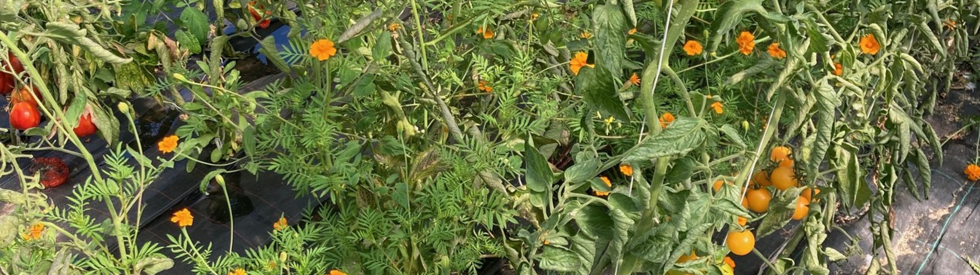 Tomatenplanten met oranje tagetes als ondergroei
