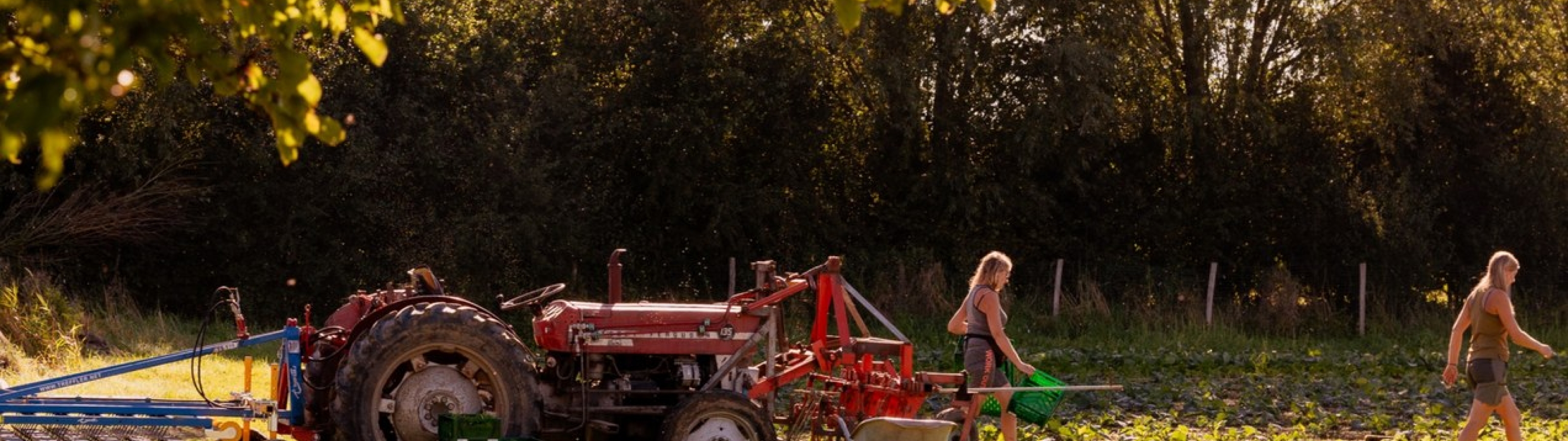 Tractor en helpers op het veld in de avondzon