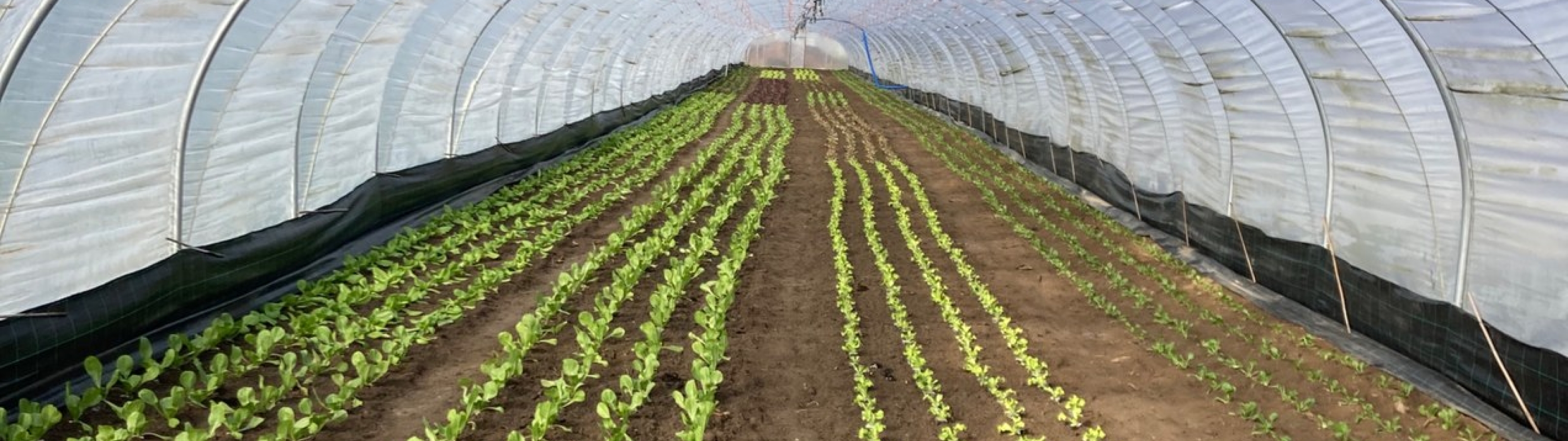 Najaarsaanplant in de tunnelserre