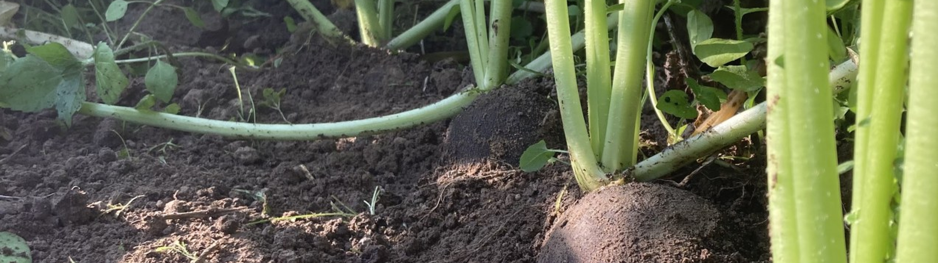Rammenas in de grond, gezien vanop kniehoogte