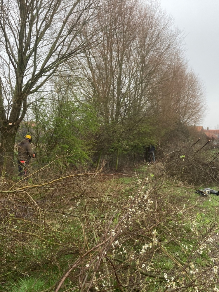 Snoeiwerk in de houtkant: een werker met helm tussen gezaagde takken en bloeiende sleedoorn