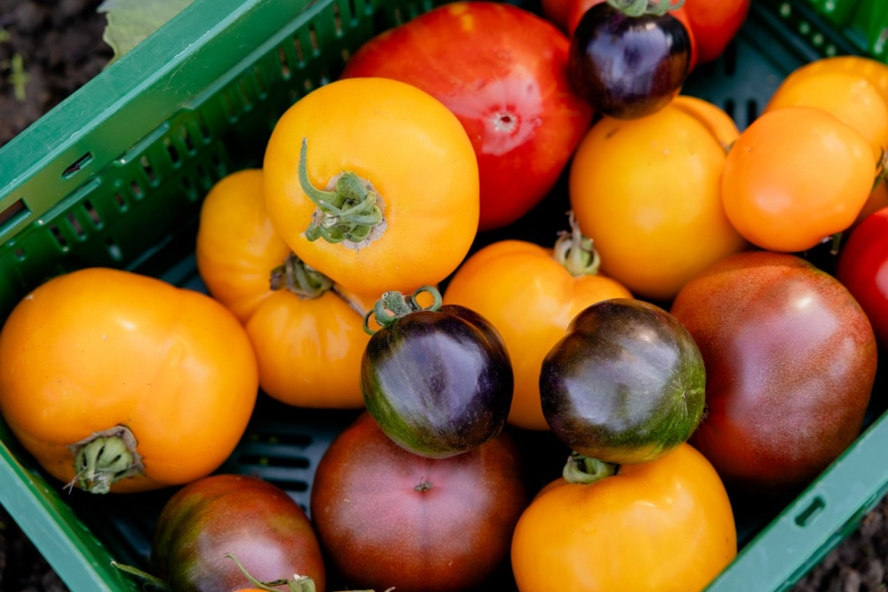 Kist vol kleurrijke tomaten van oude rassen