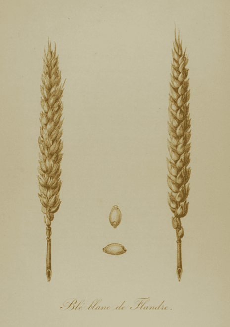 Historische tekening van het graanlandras 'Blé Blanc de Flandre'