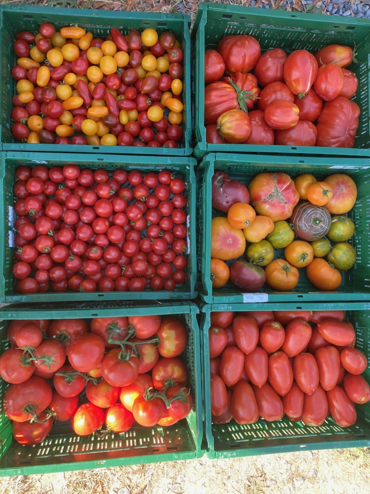 Kisten vol tomaten in verschillende rassen en kleuren