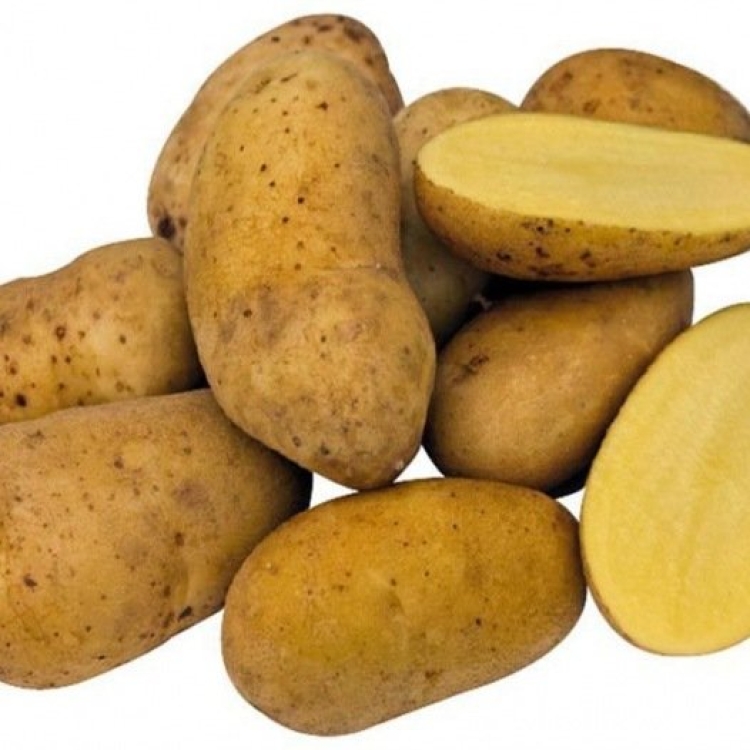 Aardappel Charlotte