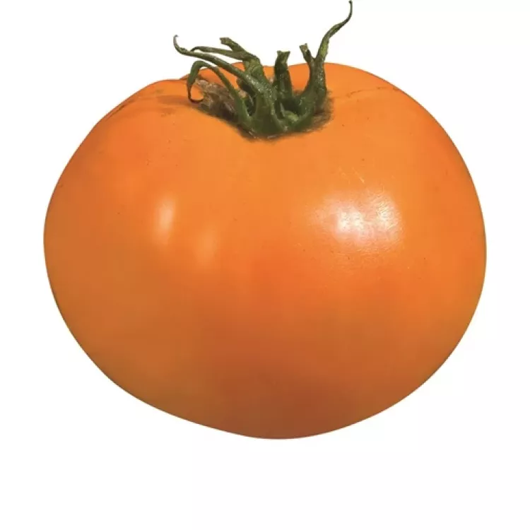 Tomaat Orange Queen